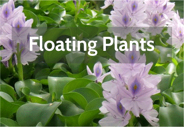 floating-plants.png