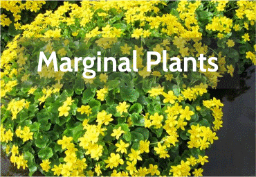 marginal-plants.png