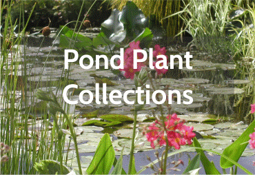 pond-plant-collection-1.png