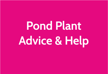 pond-plant-help.png