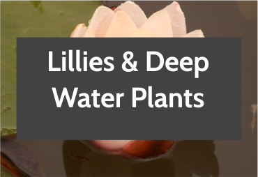 water-lillies.png
