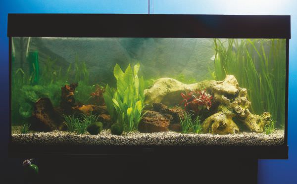 Complete tropical best sale fish tank setup