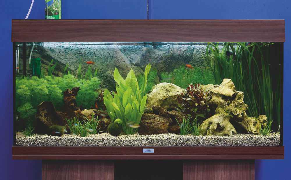 Setting up a shop tropical fish tank