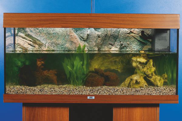 Setting Up a Freshwater Aquarium