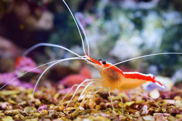 cleaner-shrimp.jpg