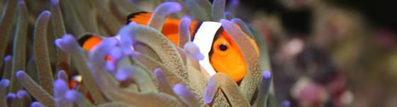 clownfish.jpg