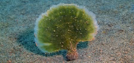 corel-algae.jpg