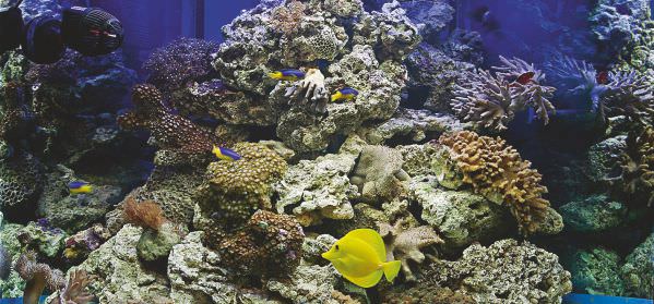 marine-aquarium-set-up-9.jpg