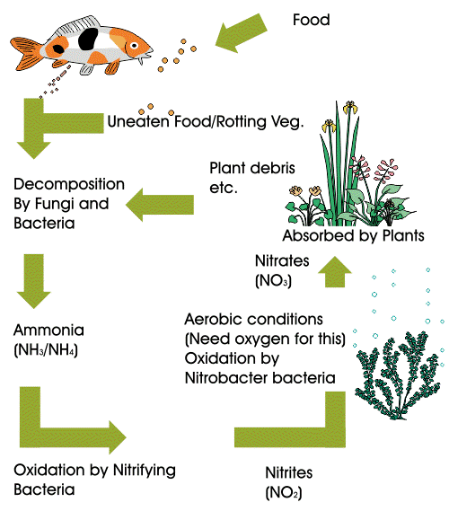 Fish Health and Care