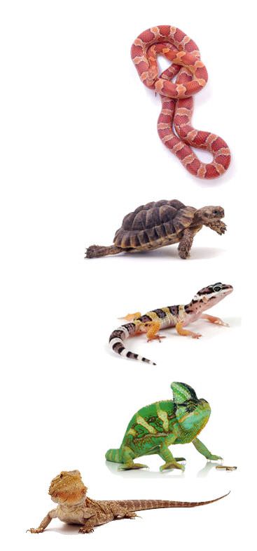 Reptiles Supplies