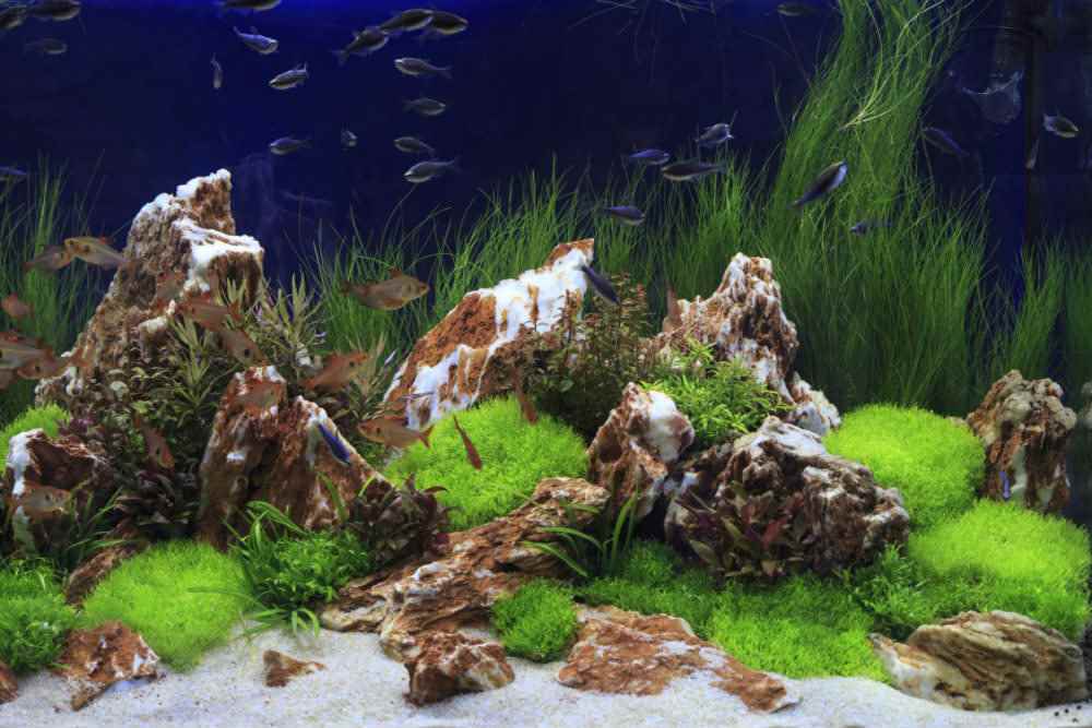 Aquarium Decoration And Aquascaping