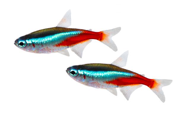 WorldwideTropicals Live Freshwater Aquarium Fish - (6) 1 Fire  Neon Tetras - 6 Pack of Fire Neons (Glo-Lites) Live Tropical Fish - Great  for Aquariums - Populate Your Fish Tank! : Pet Supplies